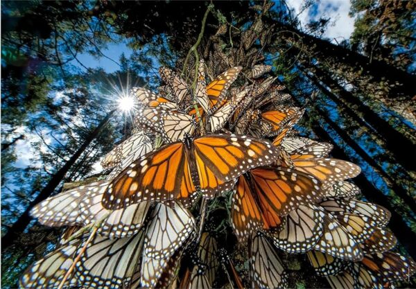 Dėlionė „Monarch Butterflies National Geographic” (1000 det.)