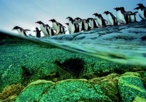 Dėlionė „Penguins National Geographic” (1000 det.)